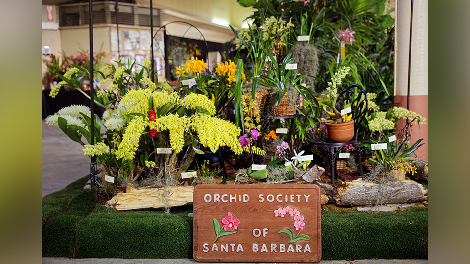 Santa Barbara International Orchid Show returns for 76th year in 2024