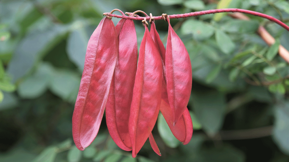 Delicious But Poisonous: An Industry Insider Becomes a Food Poisoning ...