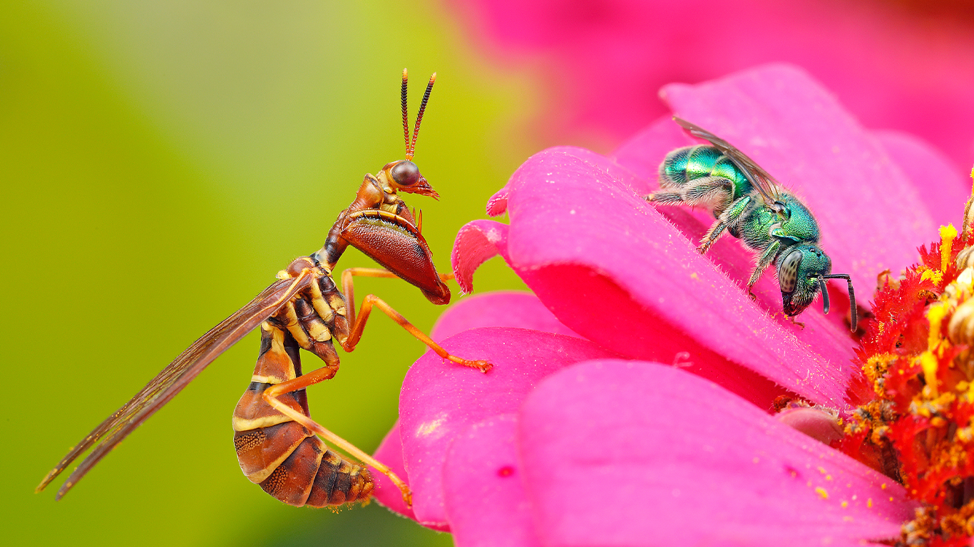 Tom Myers Wins Pcts 22nd Annual Photo Contest Pest Control Technology 2614