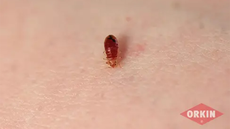 Chicago Retains Top Spot on Orkin's List of Top 50 Bed Bug Cities