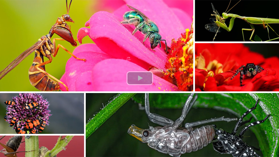 Video Slideshow Pct 2024 Photo Contest Pest Control Technology 1449