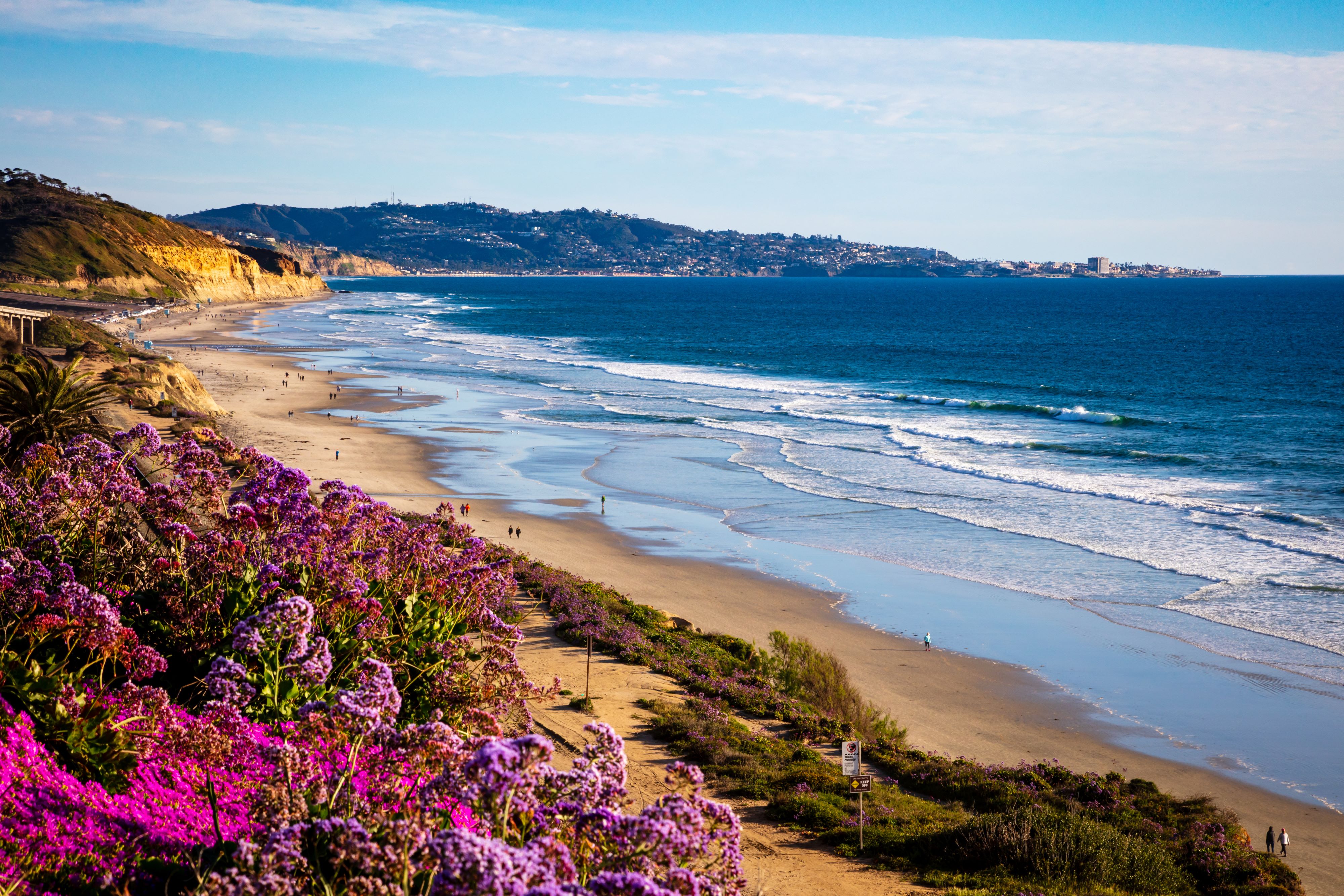 a view of the California coastline with a long beach and purple flowers in the foreground 