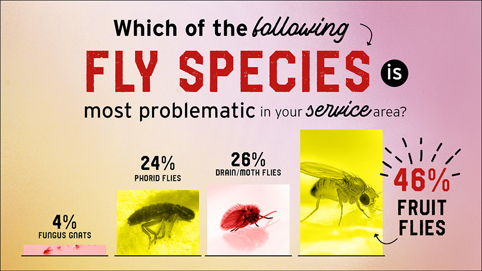 Fruit Flies ‘Most Problematic’ Fly Species, PCOs Report Pest Control