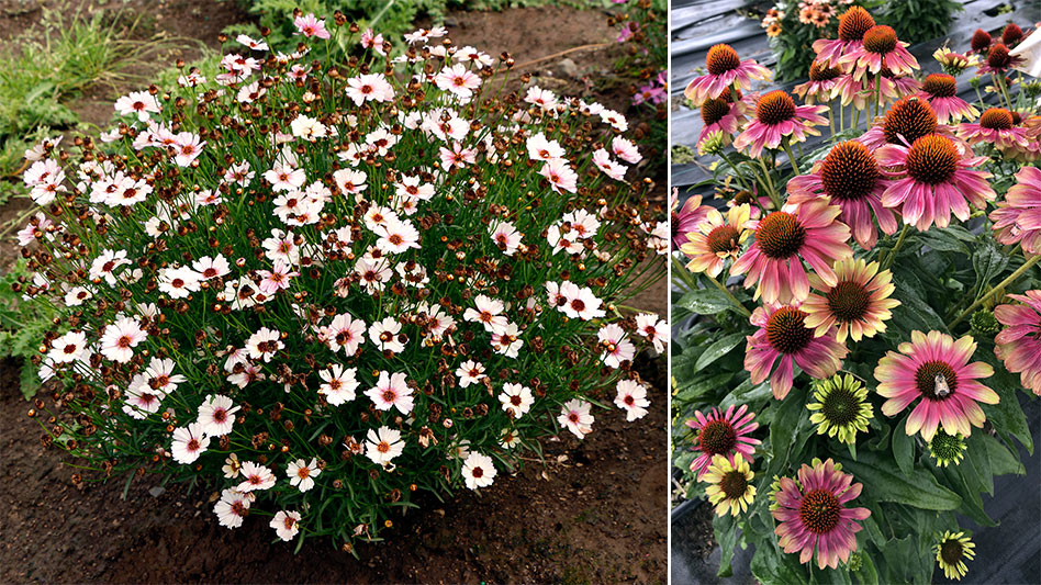 Terra Nova Nurseries spotlights new and returning varieties - Nursery ...
