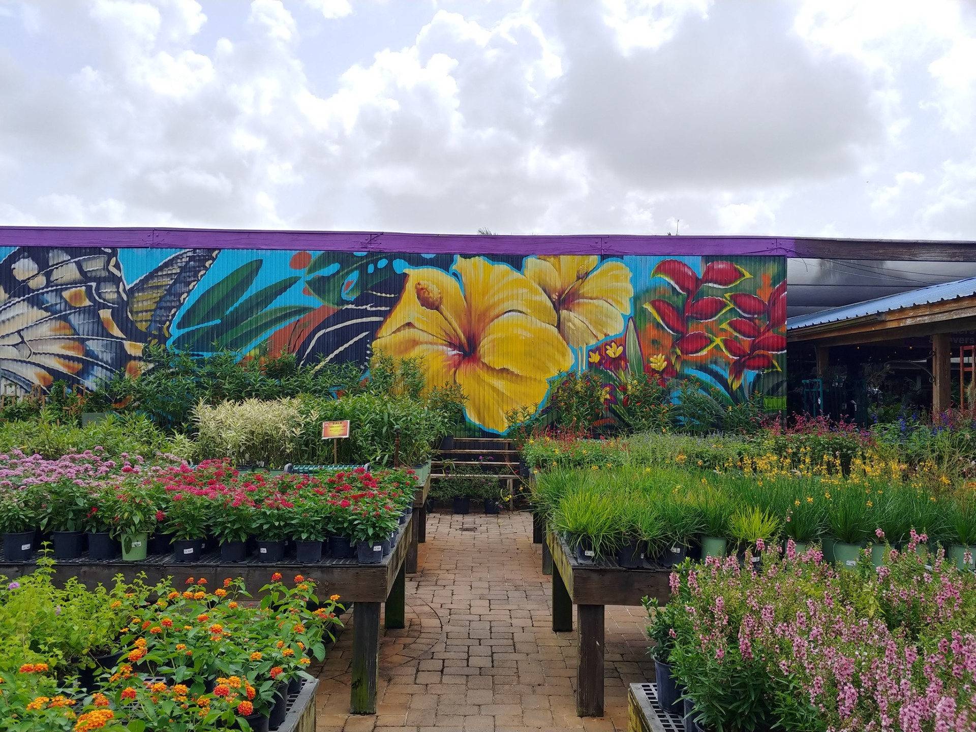 Butterfly Department at Flamingo Road Nursery