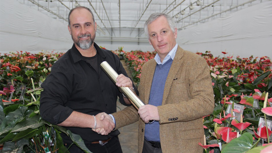 Anthurium production Dümmen Orange continues independently as Rijnplant ...