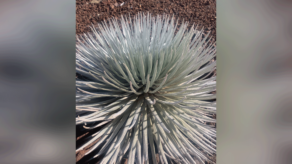Haleakala Silversword - Nursery Management