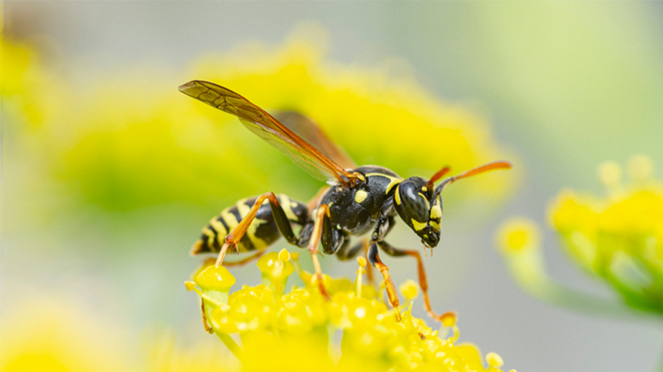 Insect or Pest? Identifying Springtime Threats - Pest Control Technology