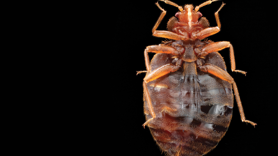 How Long Do Bed Bugs Live? Pest Control Technology