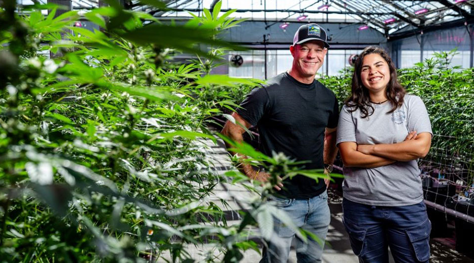 Philips GreenPower LED Toplighting Compact Boosts Winter Cannabis