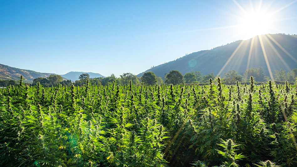 US Senate Democrats Addressing Intoxicating Hemp in 2024 Farm