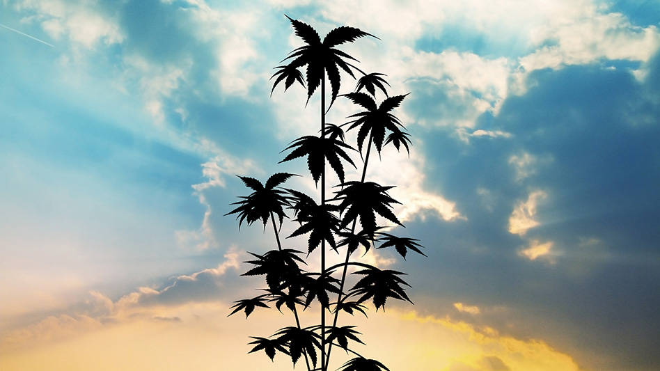 Farm Bill 2024 'The Sky Isn't Falling Yet' for Hemp Industry