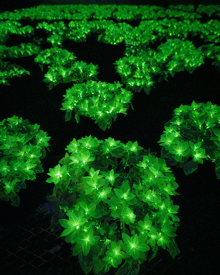 Magic Mystique Greenhouse Management