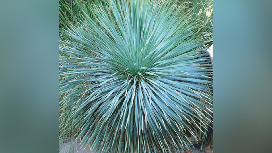 Rancho Tissue Technologies expands yucca selection - Greenhouse