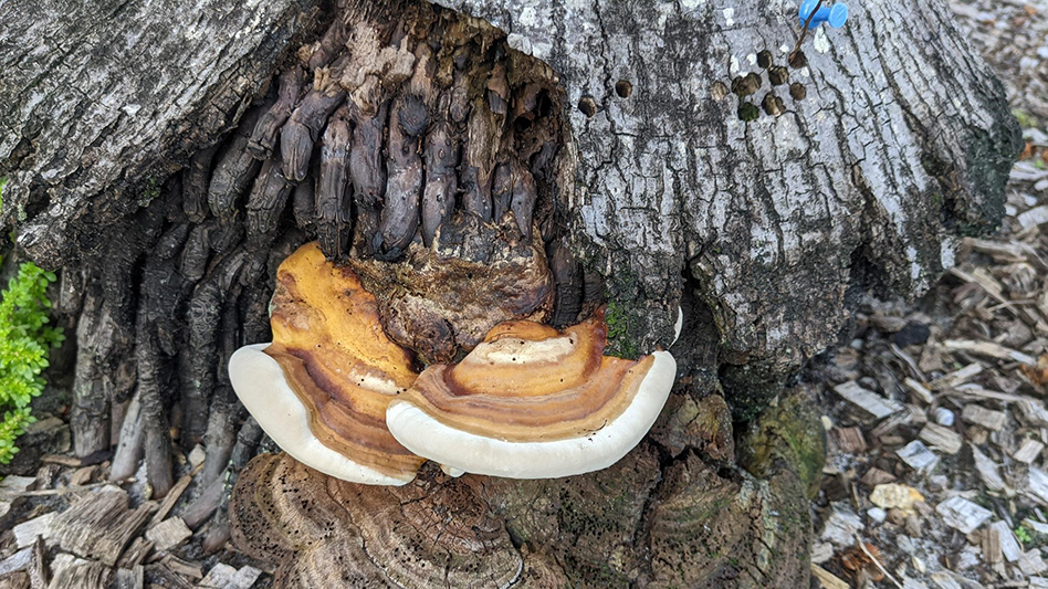 Fungus growing at the base of a palm tree.