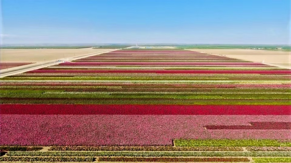 One of NeuHouse’s many rose fields, this one is home to proprietary varieties under research.