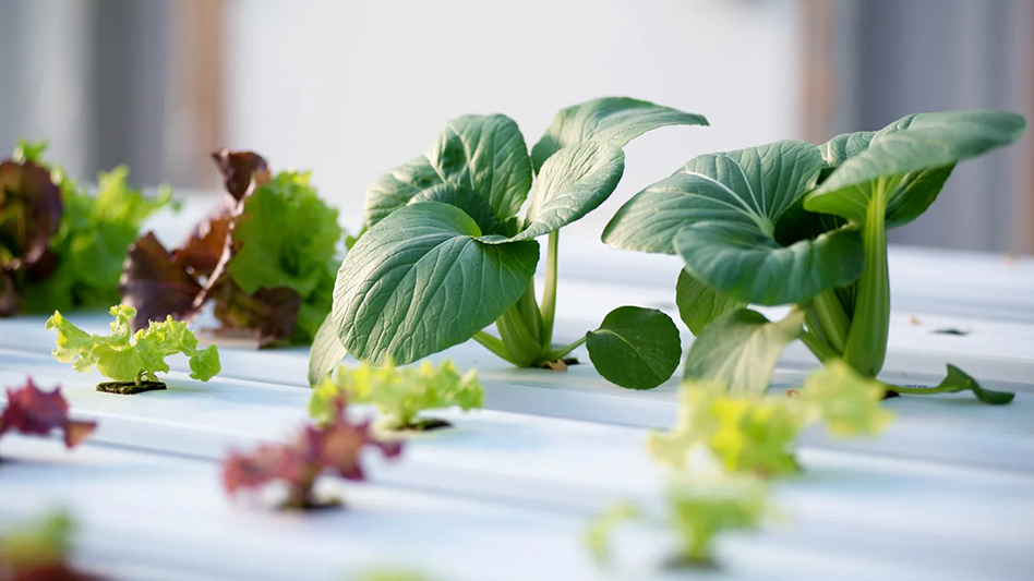 Hydroponic grower Salad Days opens 68,000-square-foot Mississippi