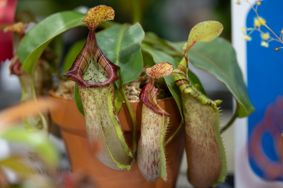 Pennsylvania Horticultural Society predicts top gardening trends