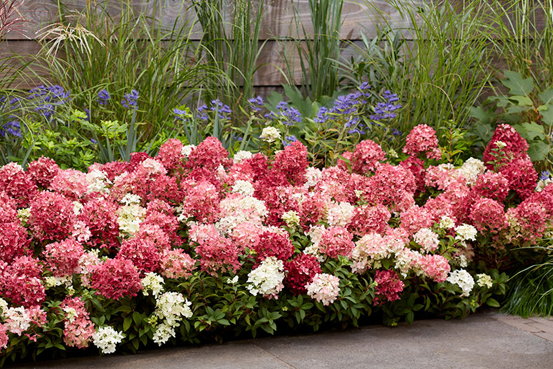 Red Ninja hosta wins Plant of the Year at 2026 Chelsea Flower Show