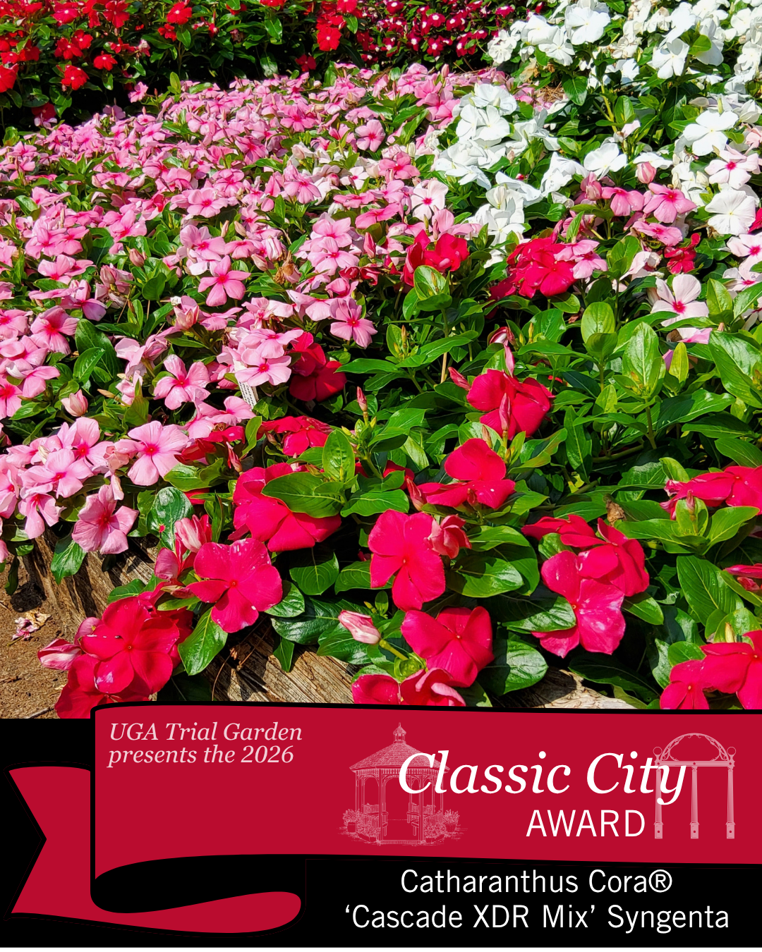 Trial Gardens at the University of Georgia announce 2026 UGA Trial ...