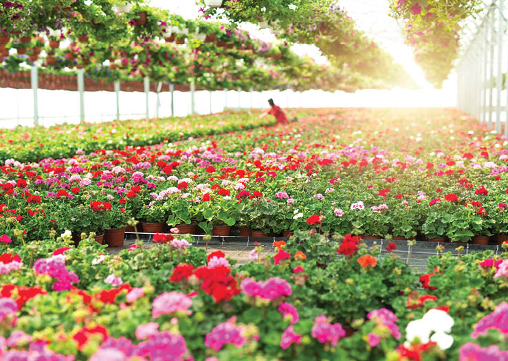 Flowers blossoming in green house with workers watering plants.