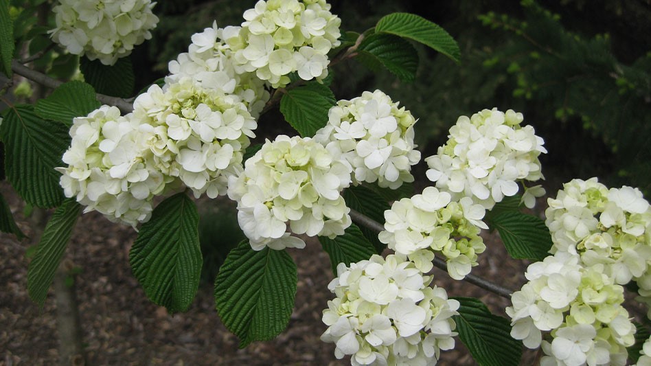 Viburnum plicatum f. plicatum ‘Popcorn’ Nursery Management