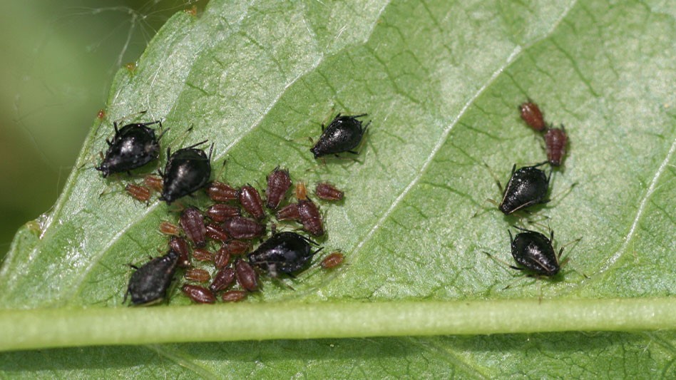 Aphids - Nursery Management