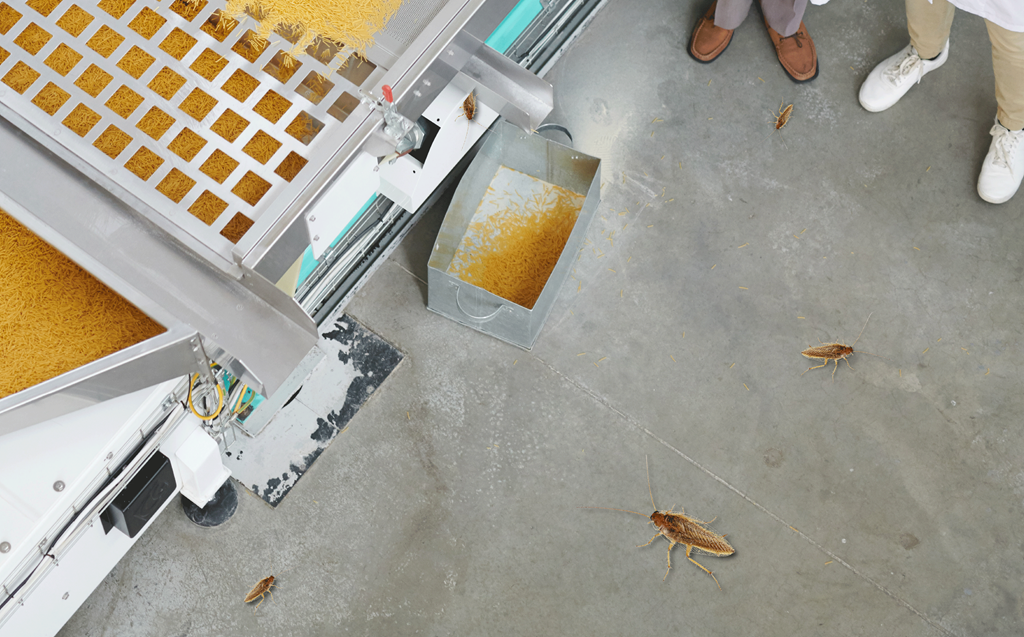 Cockroach Control in Food Facilities - Quality Assurance & Food Safety