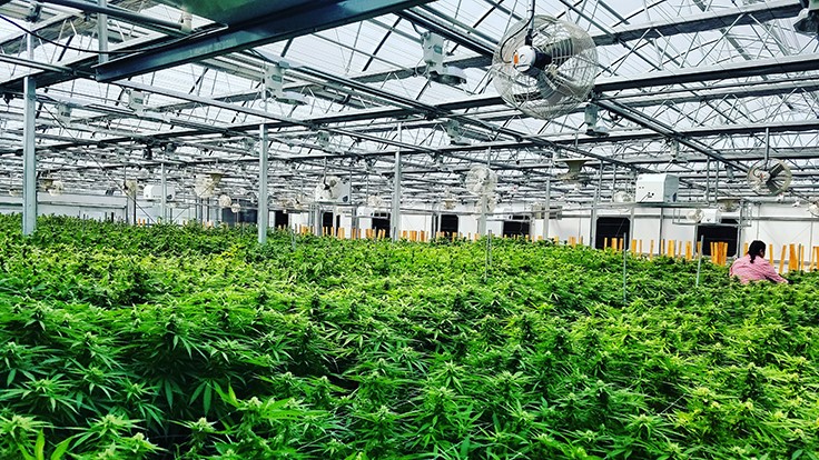 A Guide to Marijuana Cultivation and Tips to establishing a Business 1