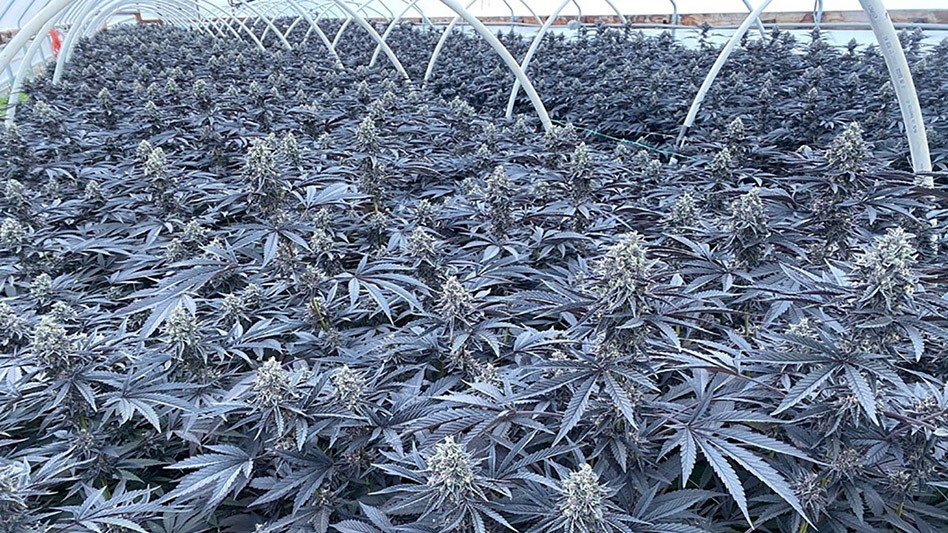 Gush Mints (Kush Mints x F1 Durb x Gushers) Cannabis Business Times