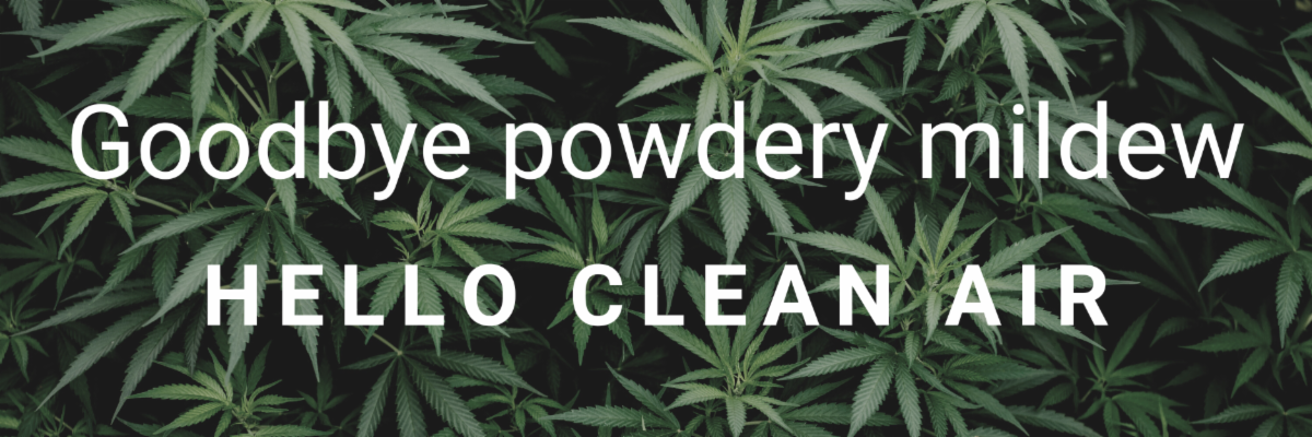 Goodbye powdery mildew, Hello clean air 